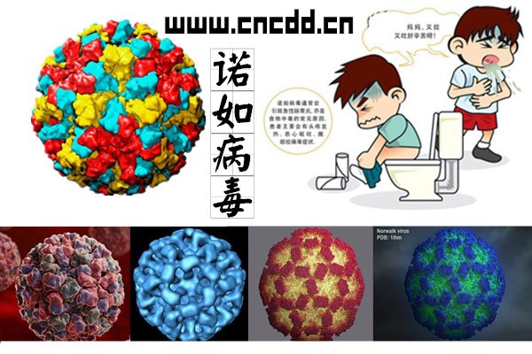 怀孕初期症状_病毒的症状_病毒和细菌感染的区别